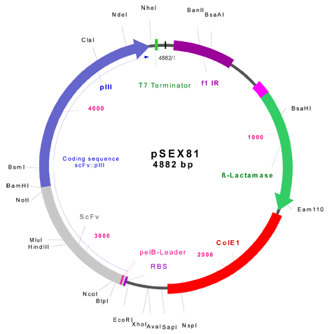 477x477 Surface Expression Phagemid Vector