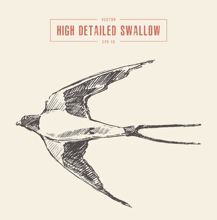High Detailed Hand Drawn Of Swallow Bird Vector Illustration 445x450 High Detailed Hand Drawn Of Swallow Bird Vector Illustration