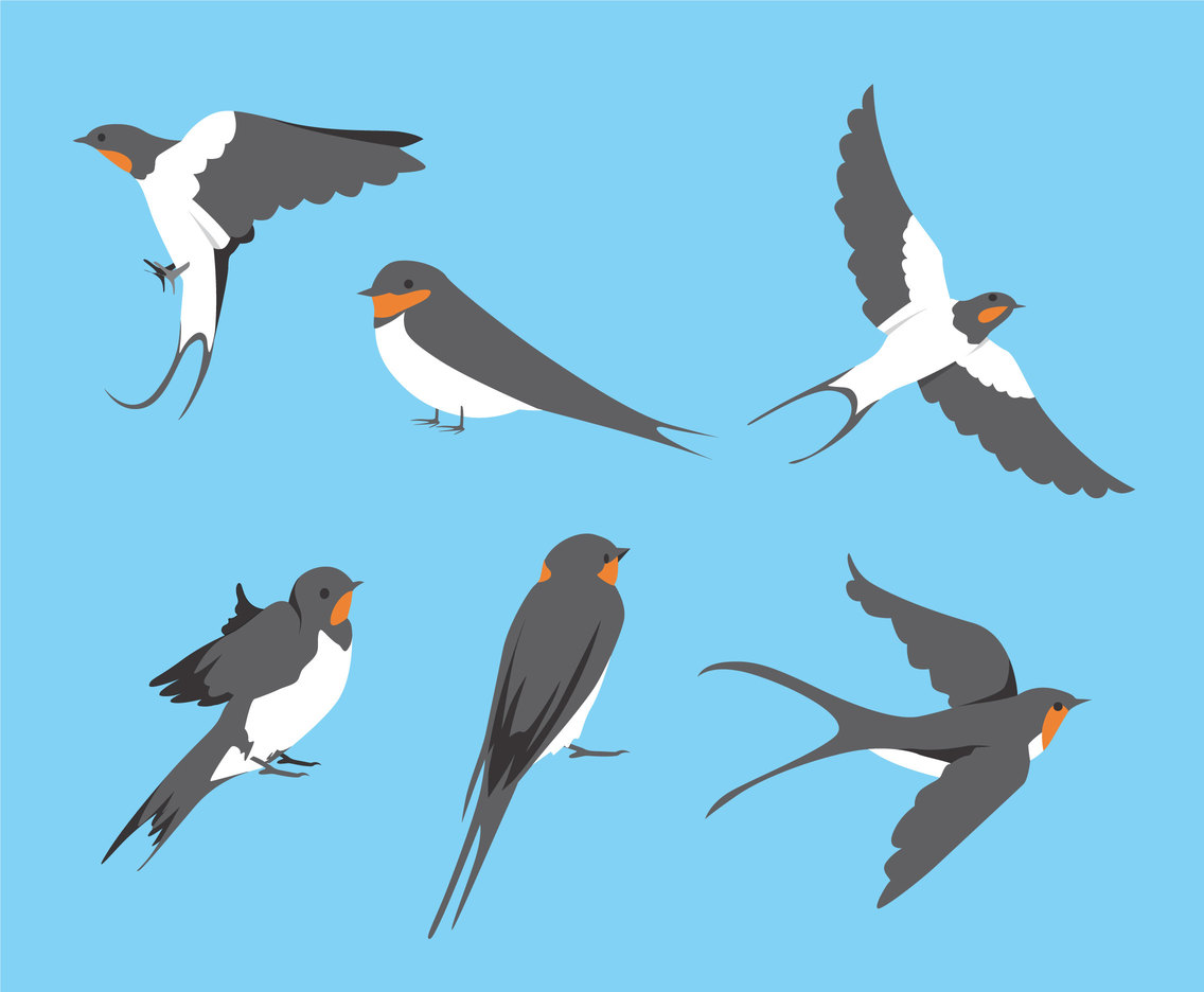 Swallow Birds Vector Vector Art Graphics 1136x936 Swallow Birds Vector Vector Art Graphics