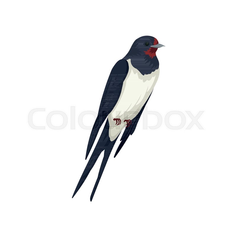 Colorful Illustration Of Swallow Bird Stock Vector Colourbox 800x800 Colorful Illustration Of Swallow Bird Stock Vector Colourbox