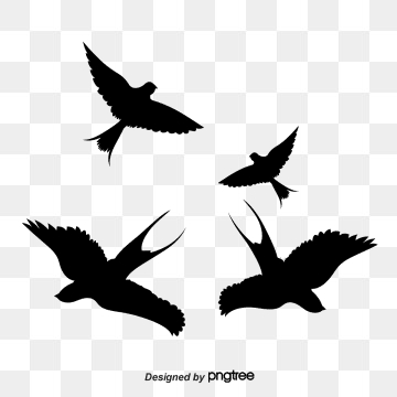 360x360 Swallow Vector, Free Download Swallows, Black Swallow, Swallow