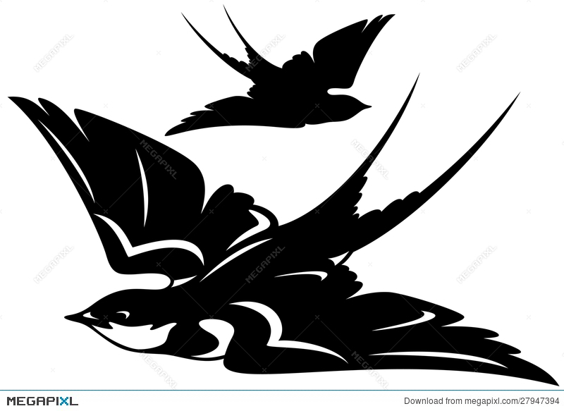 800x583 Swallow Vector Illustration