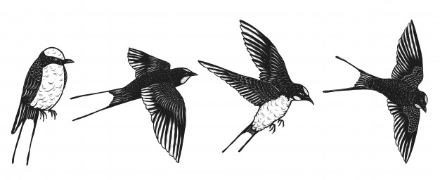 626x256 Swallow Vectors, Photos And Free Download