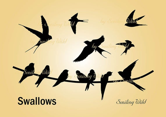 570x403 Swallow Silhouette Clipart Birds On Whire Png Flying Etsy