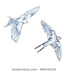 264x280 Swallow Vector, Vector Illustration Isolated Birds Birds Flying