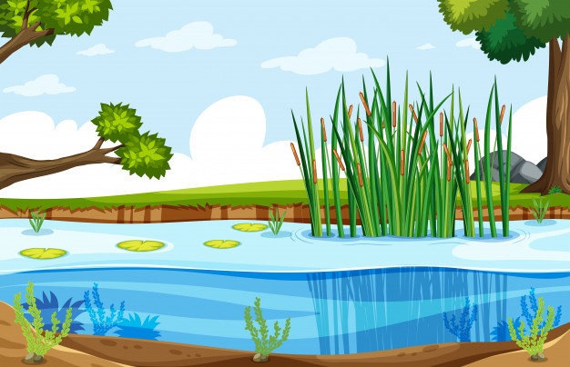 Swamp Vectors, Photos And Free Download 626x404 Swamp Vectors, Photos And Free Download