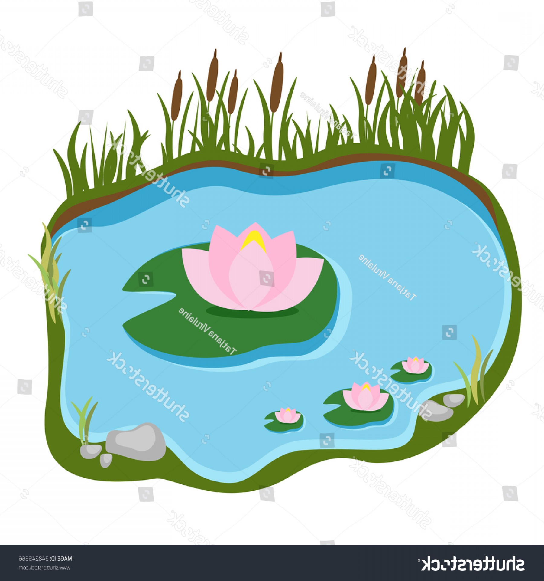Swamp Water Lilies Reeds Vector Illustration Newwaysys 1800x1920 Swamp Water Lilies Reeds Vector Illustration Newwaysys