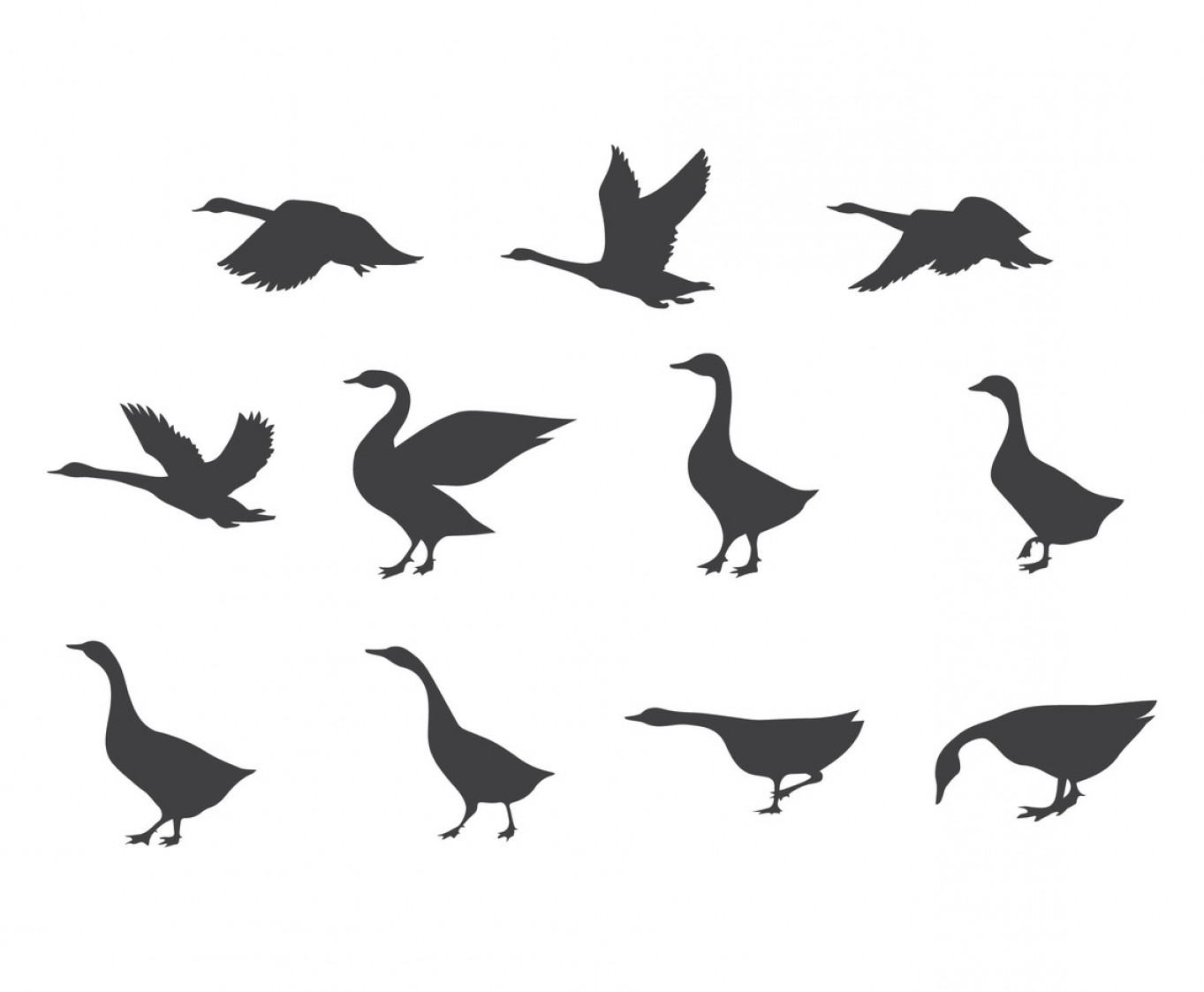 1363x1123 Vector Set Of Swan Silhouettes Hoodamathrun