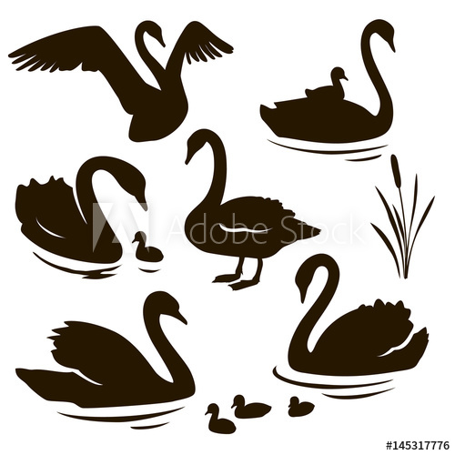 500x500 Vector Set Of Decorative Birds Swan With Nestling Swan