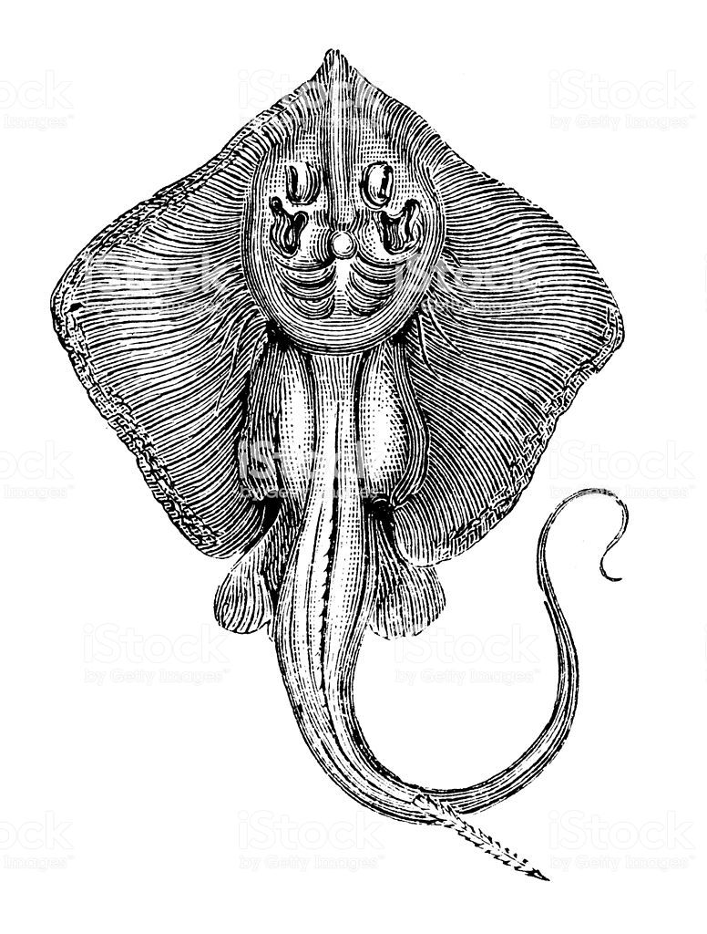 Antique Illustration Of Common Stingray In Swat Team Logo 776x1024 Antique Illustration Of Common Stingray In Swat Team Logo