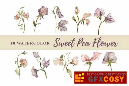 Sweet Pea Vector