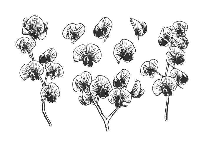 700x490 Hand Drawn Sweet Pea Free Vector