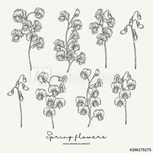 500x500 Hand Drawn Sweet Pea Spring Flowers Set Garden Plants Botanical