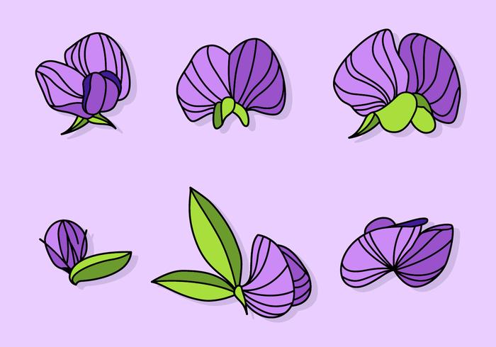 700x490 Purple Sweet Pea Vectors