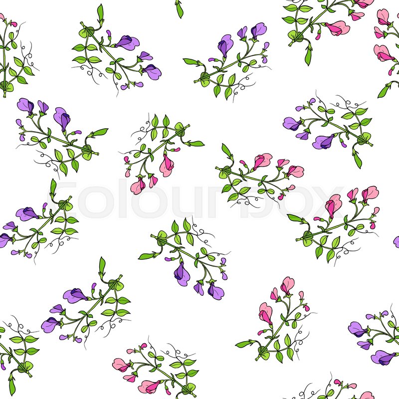 800x800 Seamless Pattern With Sweet Pea Stock Vector Colourbox