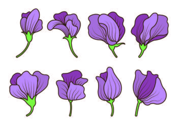 700x490 Set Of Sweet Pea Flower Vector