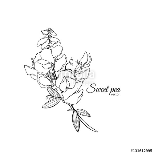 500x500 Summer Background With Sweet Pea Stock Image And Royalty Free