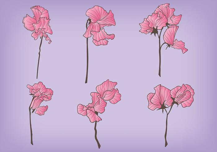 700x490 Sweet Pea Flower Vector Gardening Flower And Vegetables