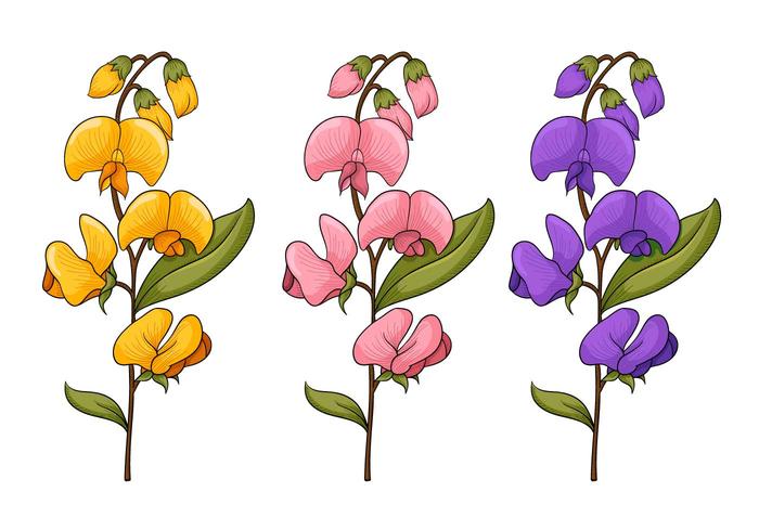700x490 Sweet Pea Flower Vectors