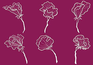 310x217 Sweet Pea Vector Icons Free Graphics Uihere