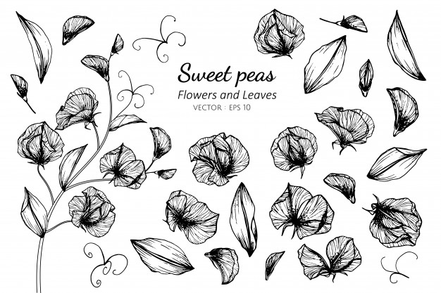 626x417 Sweet Pea Vectors, Photos And Free Download