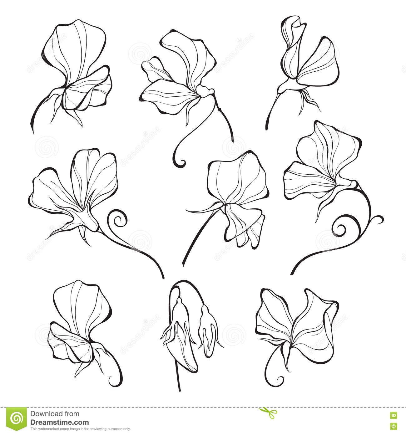 1300x1390 Sweet Peas Vector Floral Set Flowers Stock Illustration