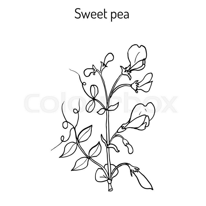 800x800 Sweet Pea