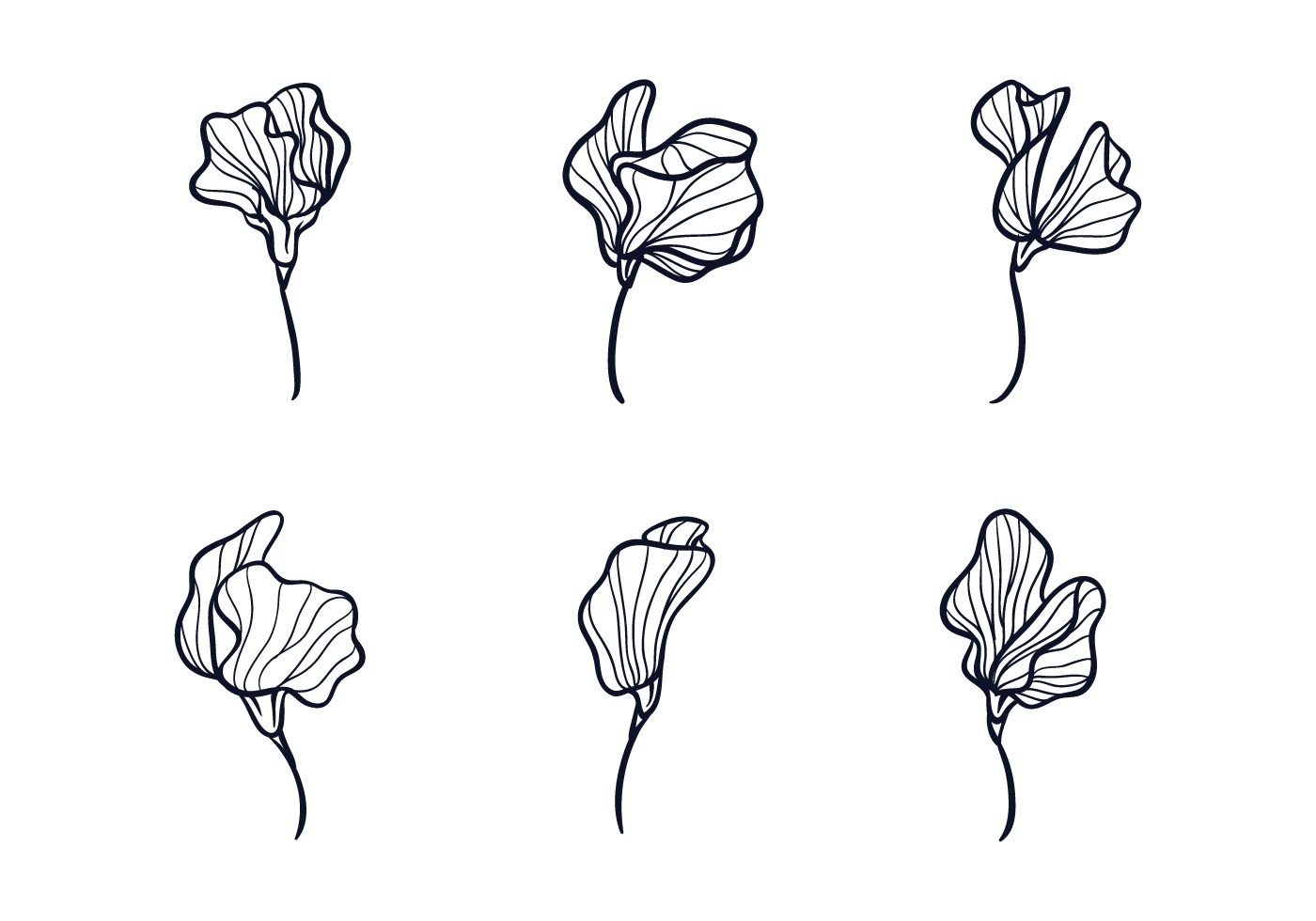 Download Sweet Pea Vector at Vectorified.com | Collection of Sweet ...