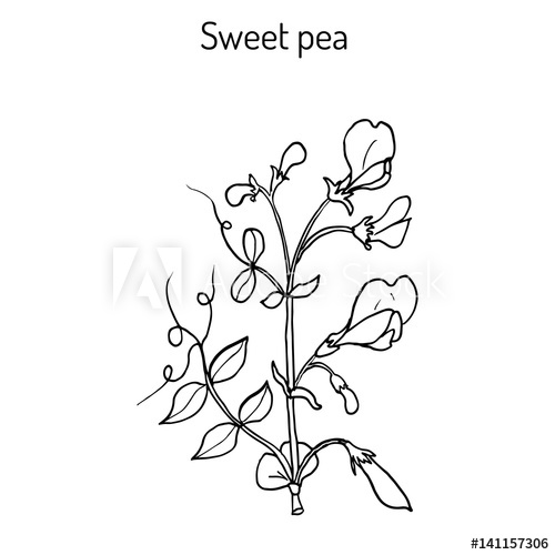 500x500 Sweet Pea Lathyrus Odoratus