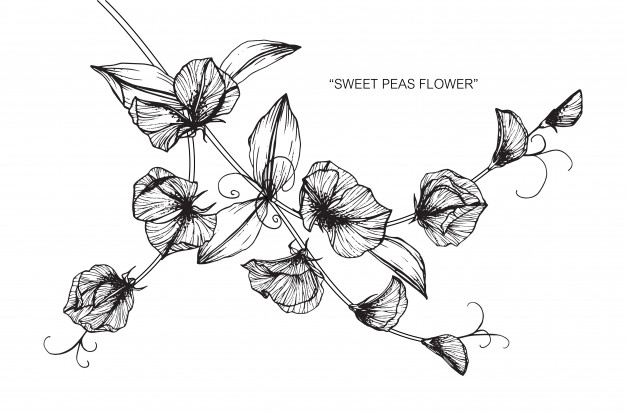 626x417 Sweet Pea Flower Drawing Illustration Vector Premium Download