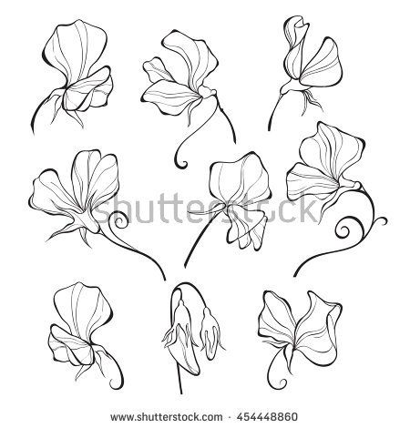 Sweet Pea Vector at Vectorified.com | Collection of Sweet Pea Vector ...