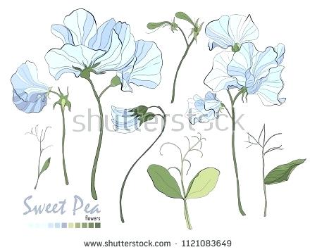 450x358 Sweet Pea Flower Drawing