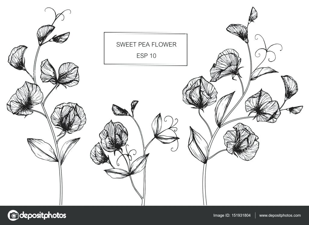 1024x746 Sweet Pea Flowers Vector Image