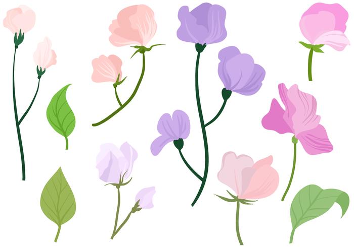 700x490 Free Sweet Pea Vectors