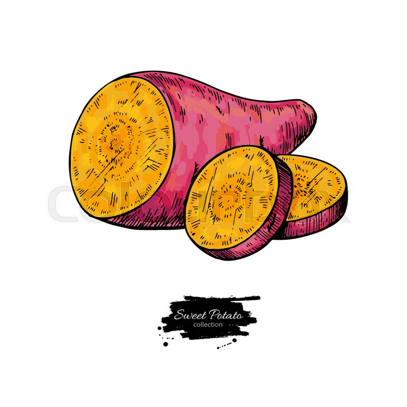 Sweet Potato Hand Drawn Vector Stock Vector Colourbox 800x800 Sweet Potato Hand Drawn Vector Stock Vector Colourbox