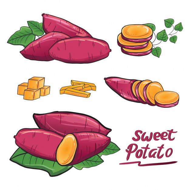 Sweet Potato Illustration Drawing Vector Collection Set Vector 626x626 Sweet Potato Illustration Drawing Vector Collection Set Vector