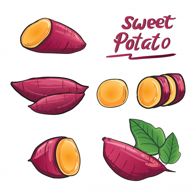 Sweet Potato Illustration Vector In Purple Root Color Vector 626x626 Sweet Potato Illustration Vector In Purple Root Color Vector