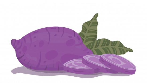 Purple Or Okinawa Yam Sweet Potato Vector Premium Download 626x352 Purple Or Okinawa Yam Sweet Potato Vector Premium Download