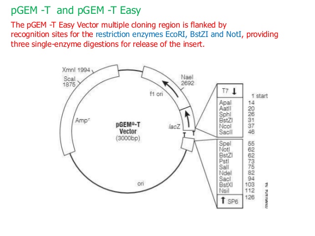 638x479 P Bluescript