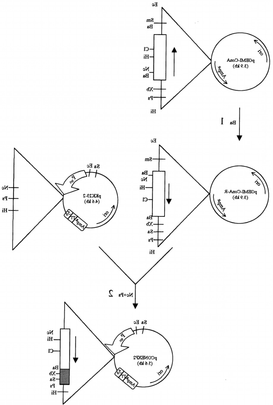 918x1360 Pgem T Easy Vector Soidergi