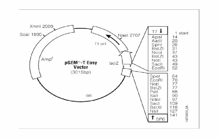 920x585 Pgem T Easy Vector Circle Map