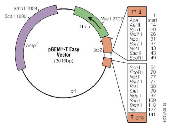 650x485 Promega T And T Easy Vector Systems Fisher Scientific