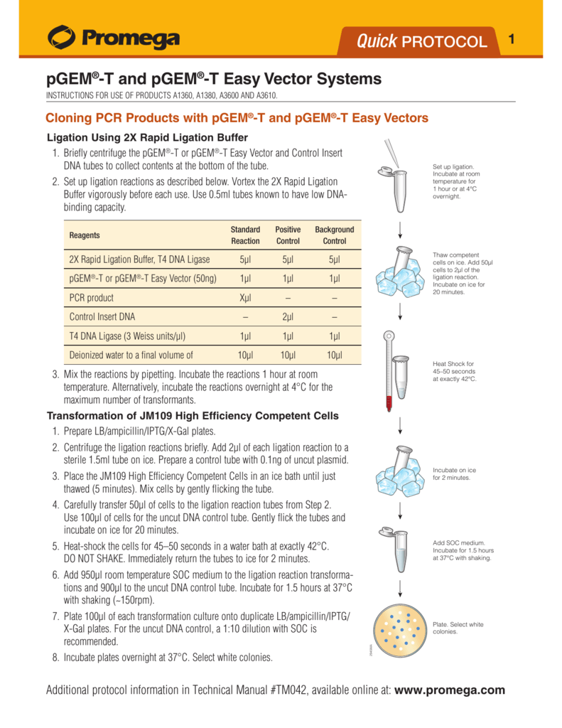 791x1024 Pgem T And Pgem T Easy Vector Systems Quick