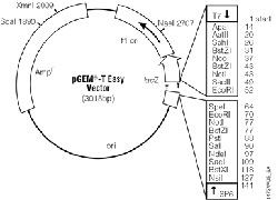 250x180 T Easy Vector Systems From Promega Corp Selectscience