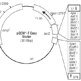 326x326 T Easy Vector Circle Map And Sequence Reference Points