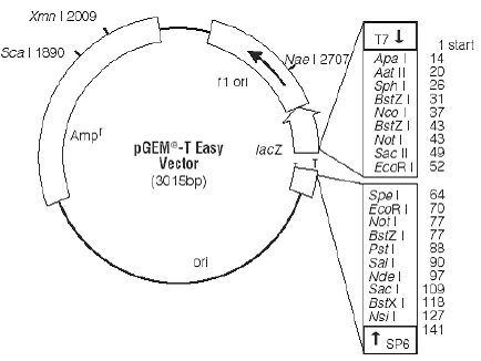 434x326 T Easy Vector Circle Map And Sequence Reference Points