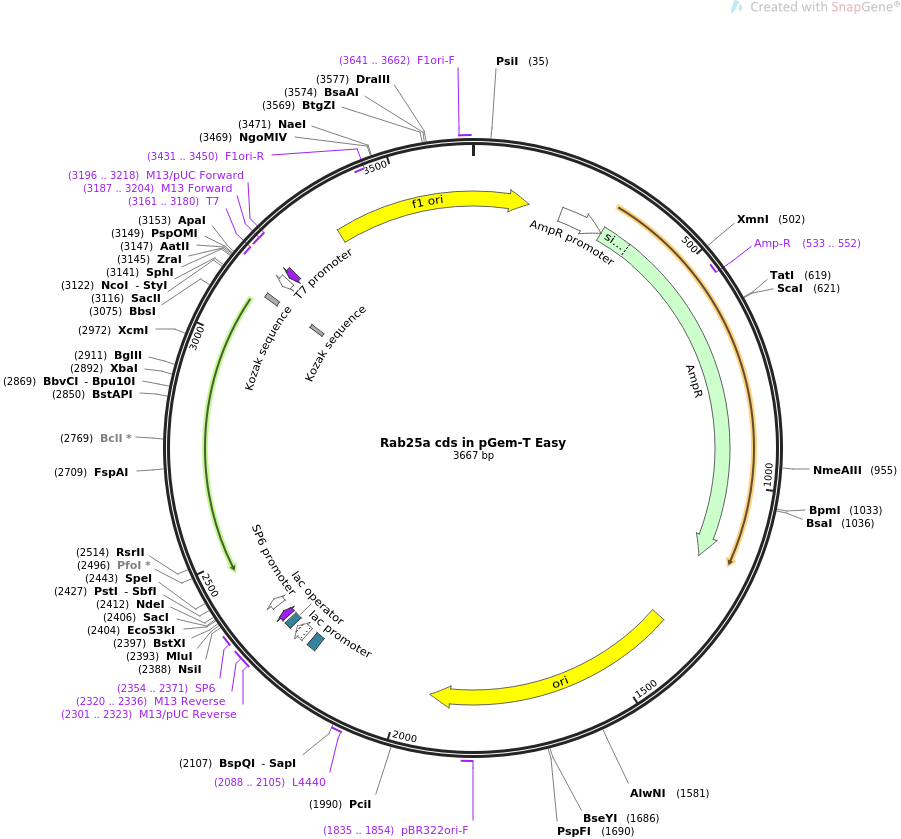901x839 Addgene Cds In Pgem T Easy