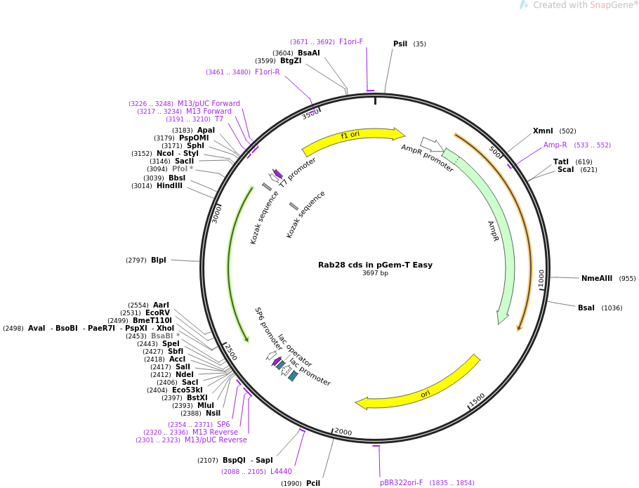 910x695 Addgene Cds In Pgem T Easy