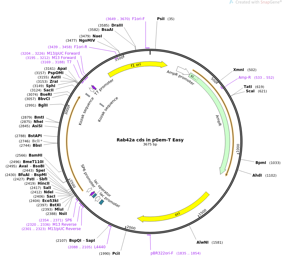914x829 Addgene Cds In Pgem T Easy