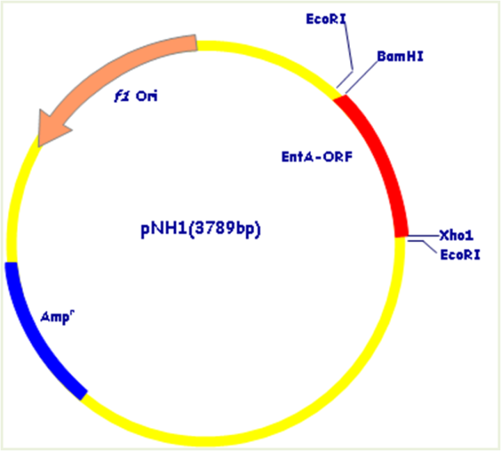 720x648 Figure A Diagram Showing Plasmid